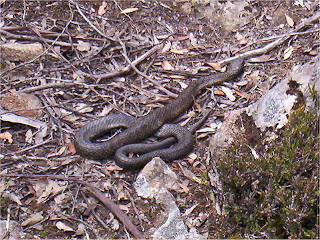 Tiger Snake on track to White Timber Mountain