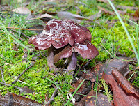 Unidentified fungus, Mt Wellington - 3 May 2007