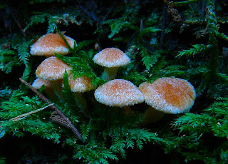 Fungus, Mt Wellington, Tasmania - 15 March 2007