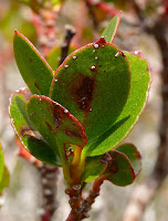 The Varnished Gum (Eucalyptus vernicosa), Hartz Mountains - 3 November 2007