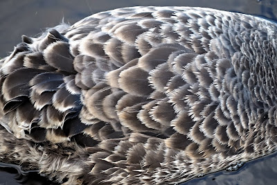 One of Sccoter's siblings, showing maturing plumage - 13th February 2010