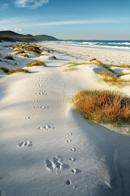 Northerly view along the Friendly Beaches near sunset, animal tracks in the dunes - 6th March 2010