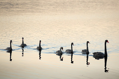 The swans arrive one morning