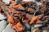 Drying seaweed, Fishers Point - 2nd April 2010