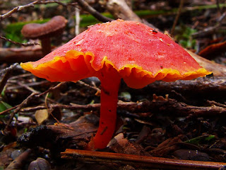 Fungi (hygrocybe?) on South Coast Track - 15th August 2008