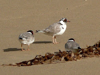 Hooded Plovers, Crescent Bay - 19th August 2008
