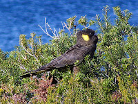 Yellow-Tailed Black Cockatoo, Crescent Bay - 19th August 2008