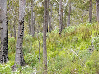 Forest along Hunters Track, Mt Wellington - 30th August 2008