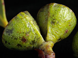 Capsules of Eucalyptus coccifera, October