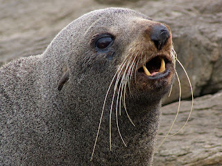 Fur Seal, Crescent Bay - 25th October 2008