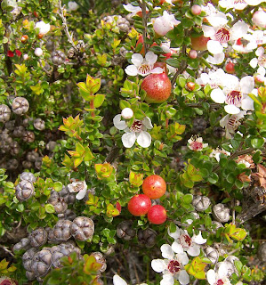 Teatree, Leptospermum scoparium, Crescent Bay Track - 3rd January 2009