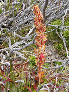 Curly Mountainheath, Dracophyllum milliganii, Tarn Shelf, Mt Field National Park - 13th February 2009