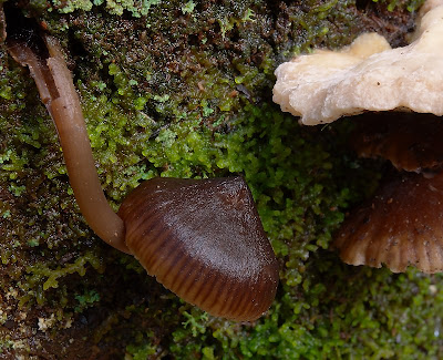 Fungi, Mt Wellington - 20th June 2009