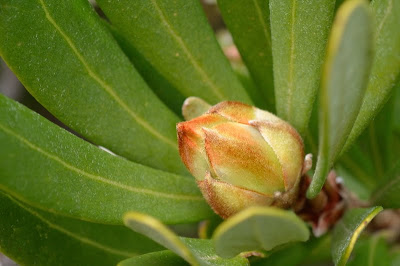 New bud on Waratah, Telopea truncata - 24th October 2010