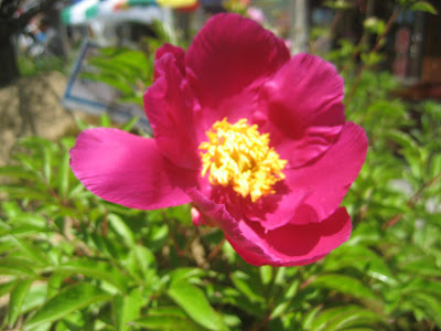 Flowers in the middle of one display