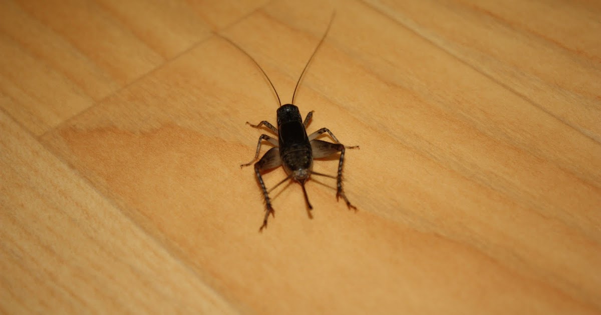 Talking to Myself A Korean bug