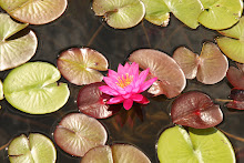 Lily Pads 2