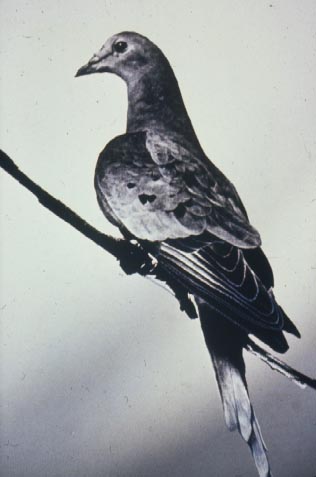 மனதை கொள்ளை கொள்ளை கொள்ளும் புகை படம் Last+passenger+pigeon