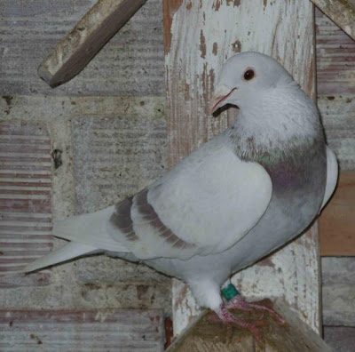 pombo correio