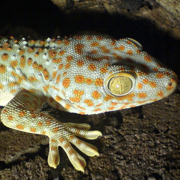 Cicak Hiv