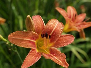 Hemerocallis - daglilje