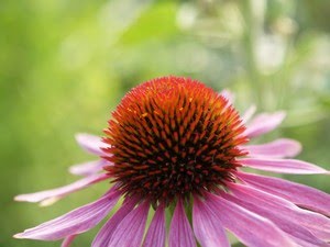 Echinacea purpurea - purpursolhatt