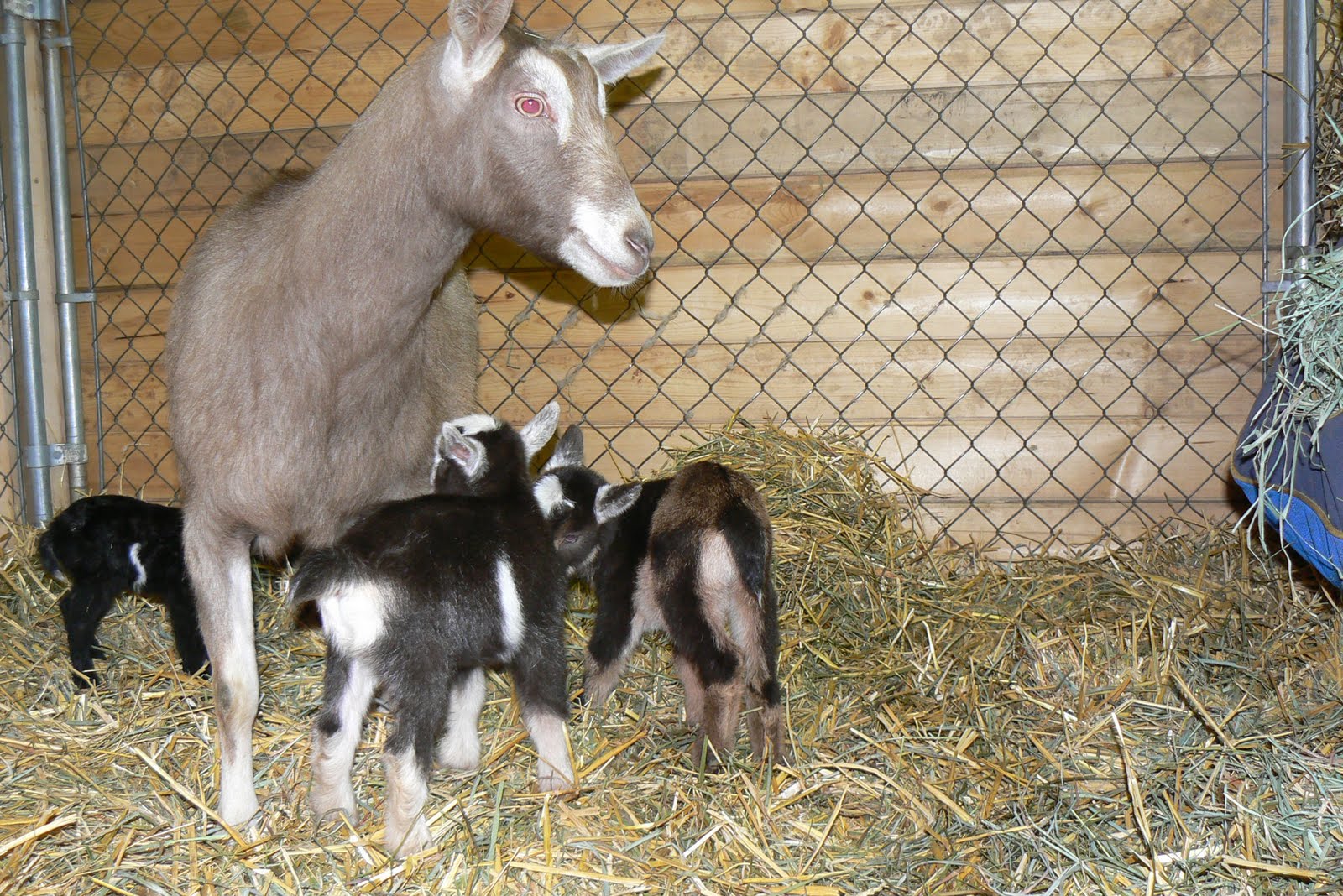 Abernathy Creek Farm HM Kari Miniature Toggenburg Dairy Goat Doe