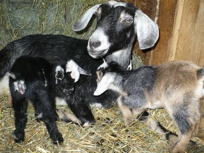 Miniture Nubian Goats
