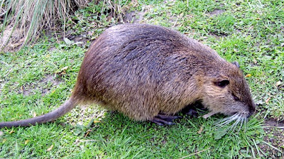 nutria backyard rats coypu muskrat vs louisiana swamp texas animals raccoon rat beaver swamplands jokes funny common nutrias giant ifyou