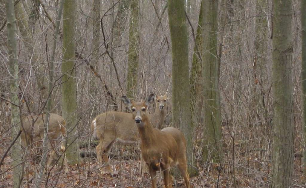 The Everyday Adventurer Dangerous Deer