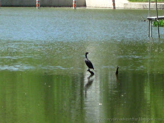 Cormorant