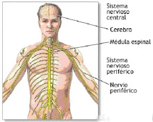 EL SISTEMA NERVIÓS.