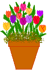 [tulips.gif]