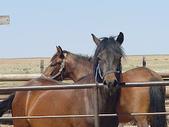 For sale or trade Paso Fino horses