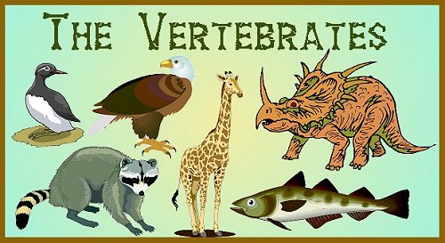 Birds+vertebrates