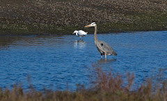 Egret and Heron at Lagoon