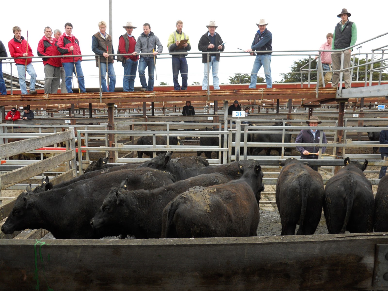 High Country Cattle Services Sale Time Down Under
