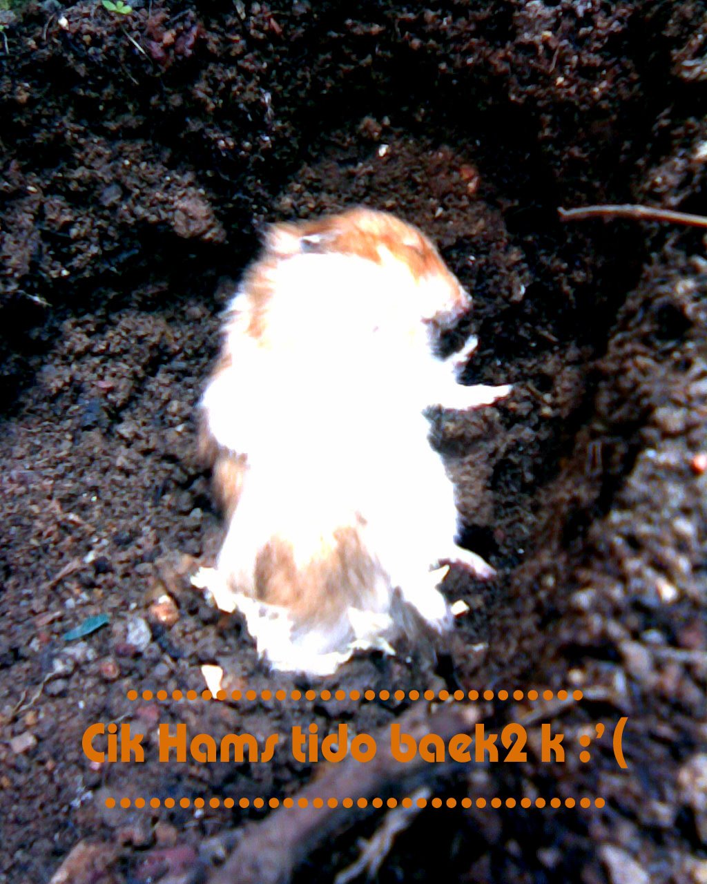 [Walla005+copy.jpg]
