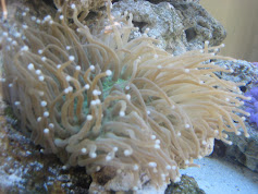Our Coral