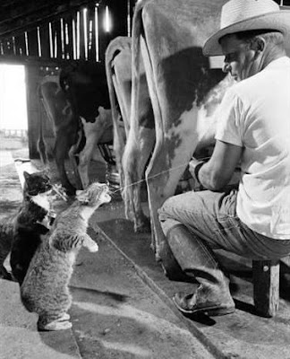 cat-drinking-milk-from-cow-utter1.jpg