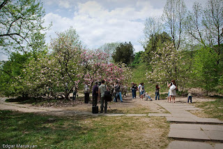 Kiev Botanical Garden Magnolia