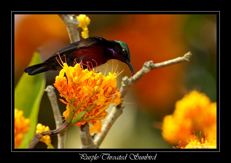 [purple-throated-sunbird-01.jpg]