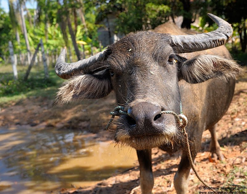 SELECTED IMAGES Water Buffalo the Work Horse of Cambodia!