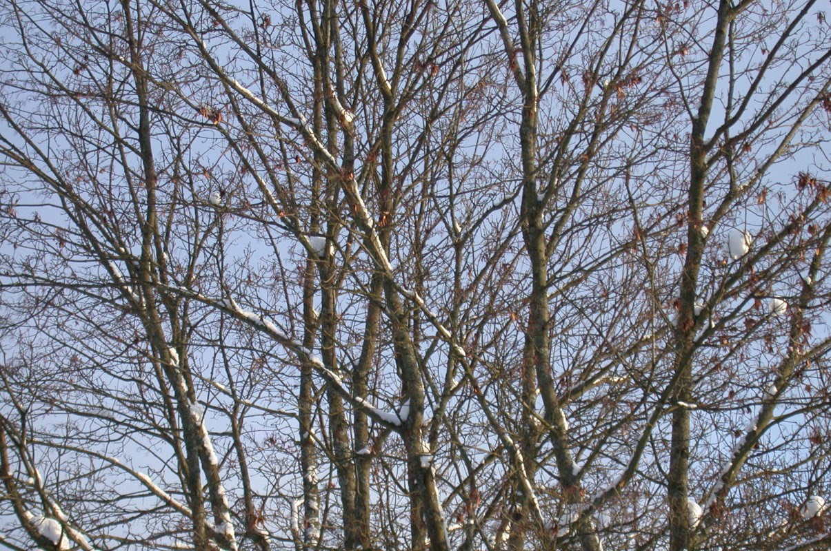 [Turku-trees48-2010-02-12.jpg]