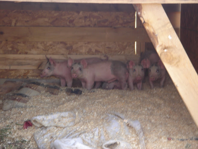 My piglets being raised!