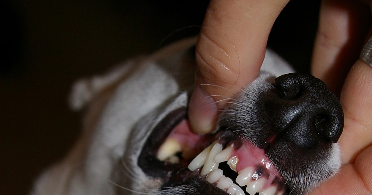 Кариес у собак фото как выглядит Dig-it Fetch-it Herd-it: A chip off the old, tooth.