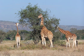 Giraffes