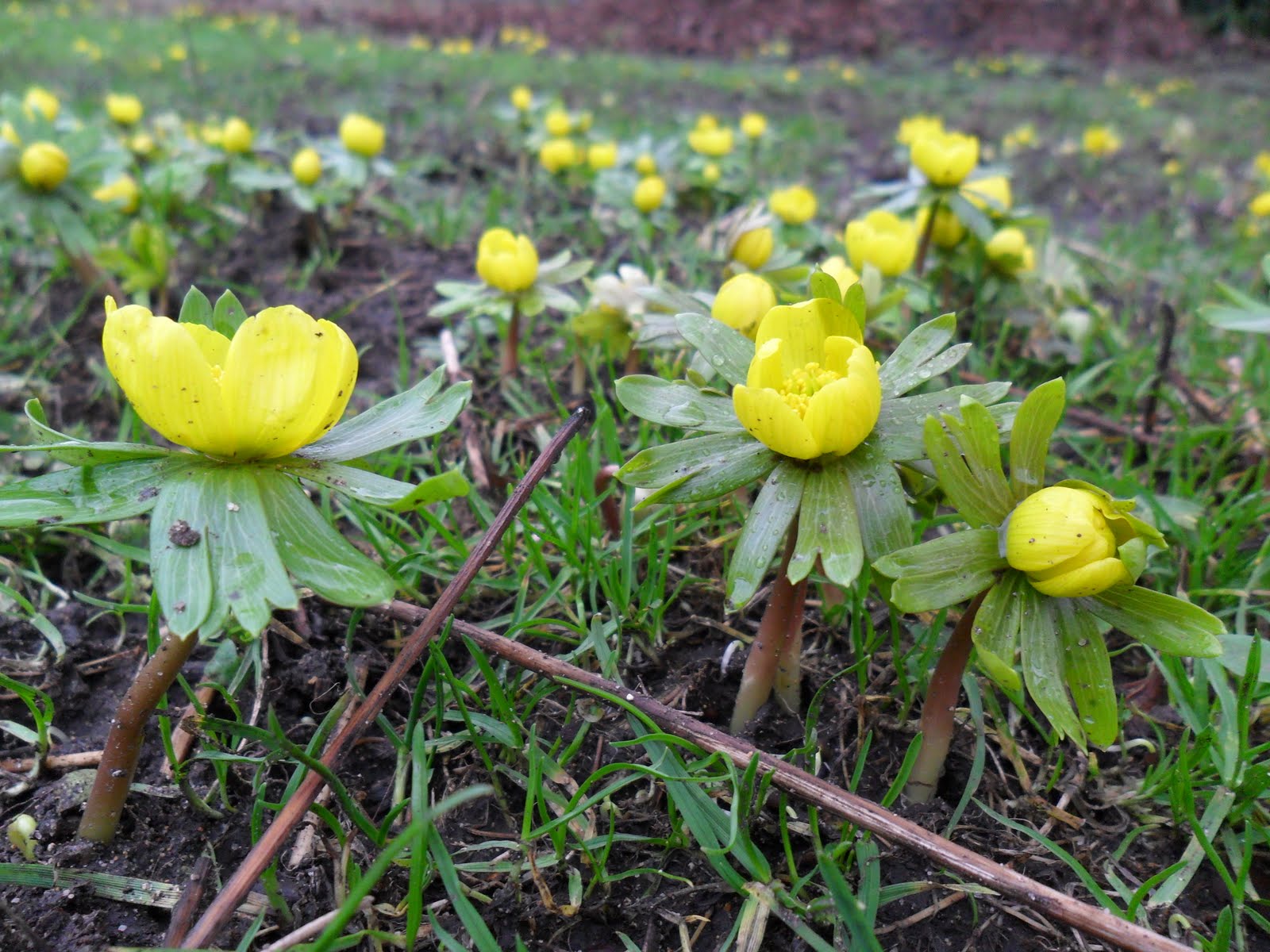 Worcester College Gardeners 2009-2018: January 2011