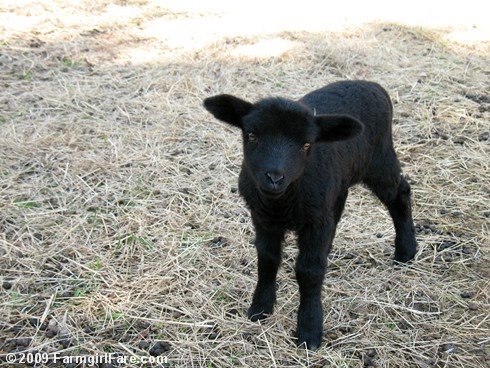 Black Baby Lamb