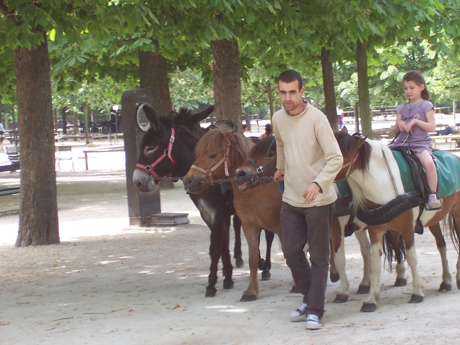 Anes et poneys exploités au jardins du Luxembourg